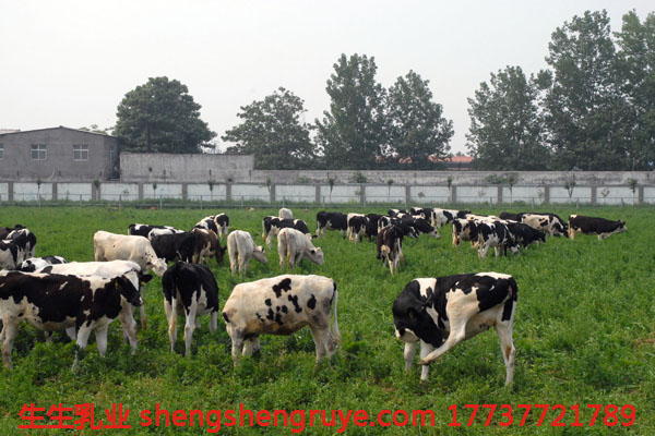 1493352091819045.jpg 奶牛放牧區(qū).jpg